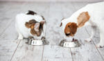 The Market for Natural Pet Food is Taking Off