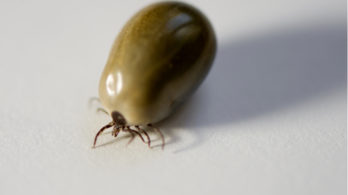 Facebook: “A Giant Blood-Engorged Tick Hanging off Your Frontal Lobe”