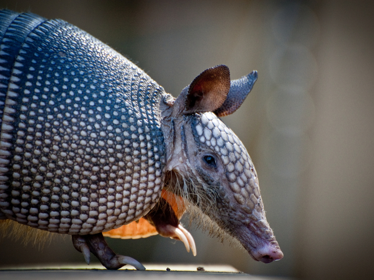 The 5 Rules of the Financial Armadillo