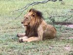 Your Retirement Life: A Luxury African Safari