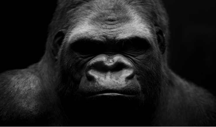 Understand the 800-Pound Gorillas in the S&P 500