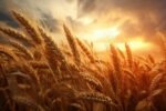 US Farm Belt Headed for Bumper Crop – Few Farmers Celebrating