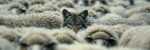 The Wolf of Vanguard Dressed Like a Sheep
