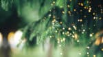 Finnish Study Finds Trees Can Grow Gold