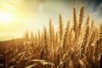 USDA January 2025/26 Outlook: Rising Crop Supplies and Shifting Global Markets