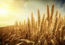 USDA January 2025/26 Outlook: Rising Crop Supplies and Shifting Global Markets