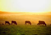 US Cattle Shortage Drives Beef Prices to Records