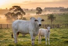 USDA Boosts Beef Producers With $11.6 Million in Grants